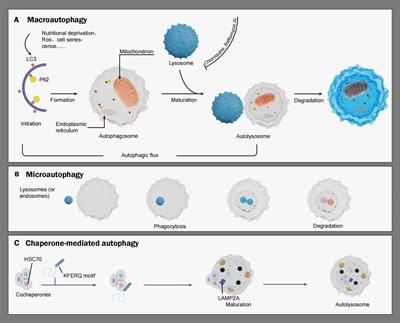 Advances in research on autophagy mechanisms in resistance to endometrial cancer treatment